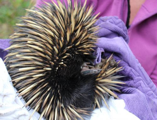 Echidna Release